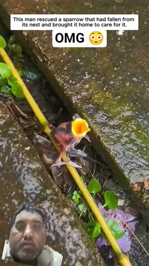 this man rescued a sparrow that had fallen from it's nest and brought it home to care for it happy 🥰