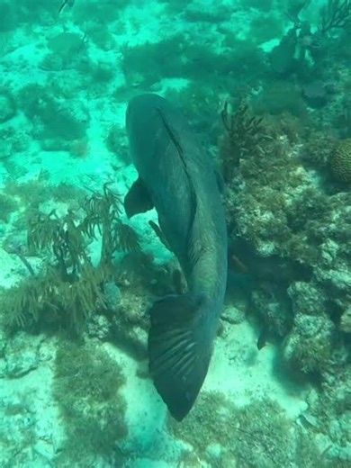 Cubera Snapper, Pargo Cubera, swimming from coralhead #snapperfish #pezpargo #cubansnapper