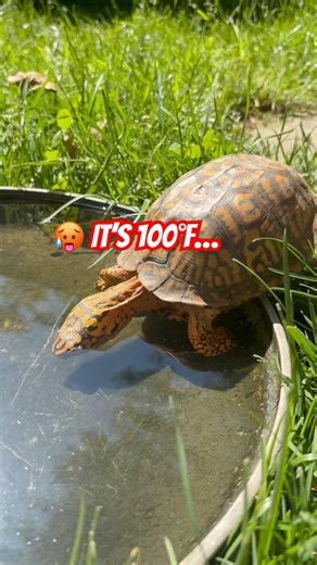 My Box Turtle's Survival Hack During Extreme Heat 🐢💧 #TurtleTips #Wildlife #Shorts
