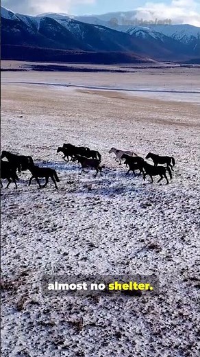 This Wild Horse Runs Faster Than Your Car 😳🐎 #wildlifeusa #wildlife Horse #americanwest #freedom
