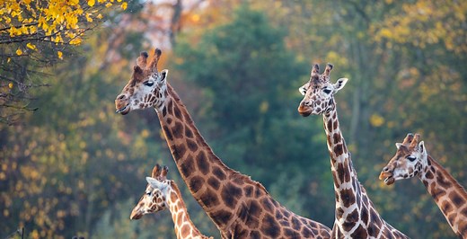 African Savanna Webcam - Dublin Zoo