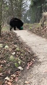 5K views · 357 reactions | Birch, the youngest black bear at Pritzker Family Children's Zoo, takes advantage of the spring weather as he engages with an enrichment item! #FromAKeeper Lauren Carlson | Lincoln Park Zoo | Facebook
