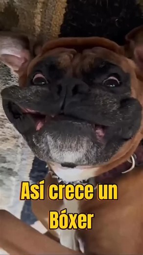 Boxer Lover ❤️ | That's how a Boxer grows Credit tiktokraptor | Instagram