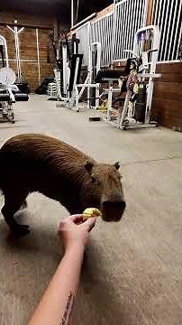 Capybara Training Session
