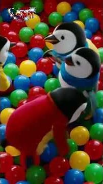 AMPAR-AMPAR PISANG | Cute Penguins Playing Ball. #kidssongs