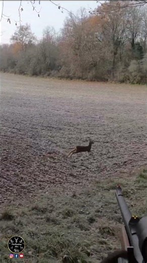 EPIC MISS! Unbelievable Shot Missed on Roe Deer at Close Range 🤯