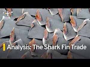 Analysis: The Environmental and Ethical Concerns of the Shark Fin Trade｜TaiwanPlus News