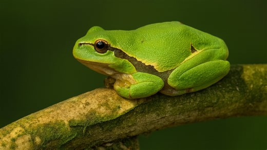 Quiet Moment with a Green Tree Frog