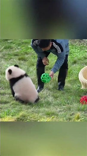熊貓狂奔節奏秀，萌力全開！Panda Dash Beat Show – Full Cute Energy! #cute #panda