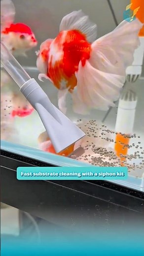 Fast substrate cleaning with a siphon kit