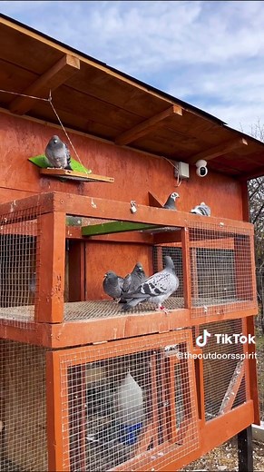 Building My Racing Pigeon Loft: A DIY Guide