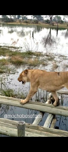 34K views · 641 reactions | In Gomoti Plains, Botswana, a lioness entered the territory of a rival pride and was attacked by its members. Injured on her back, she had to cross a bridge to escape and used the water as a barrier. Taken by Mari Rago and Simone Berardo. #wild #lion #cat | Sekekama Male Lion | Facebook