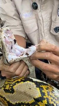 This is how the python reacts when it is secured #viralvideo #snake
