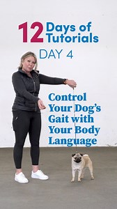 Today's tutorial is "Control Your Dog’s Gait with Your Body Language, Voice and Expression". There are many different ways you can use your body language, voice and expression to influence your dog's behaviour in the ring. And, there are lots of areas you can help them improve from stacking to gaiting and free baiting. In today's tutorial Allison demonstrates working with this Pug to troubleshoot her head carriage and wanting to be nose-to-the-ground when gaiting! Learn more in day 4 of "12 Days