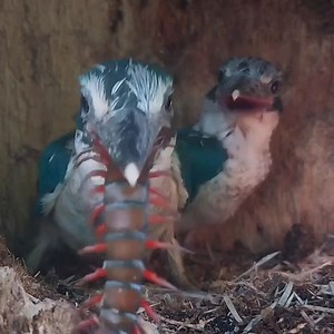 2.9M views · 27K reactions | baby woodpeckers eat live centipedes | Review All Birds | Facebook