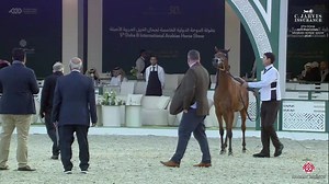🇶🇦 5th Doha International Arabian Horse Show 2025 🇶🇦 Yearling Fillies - Section A (Class 1A) 1st place N 6 – ATHBAH ( GHAITH AL ZOBAIR x SHAMAH AL ATHBA ) Breeder: Al Athba Stud Owner: AL THAMER STUD | Arabian Essence di Elvis Giughera