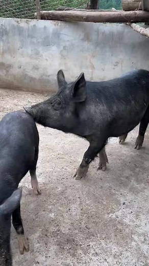 367K views · 1.3K reactions | Black Pigs Trying Breed #boar #pig #pigfarmvideo #animal #viral #wildlife #wildpig #wildboar #short #pigfarm #vegan #farm #rescue #meat #farmlife #bekind #adopt #pork #indiana #agriculture #farming #animalrights #farmers #pigs #piglet #pigsofinstagram #spayandneuter #oink #knowyourfarmer | Luna Maree | Facebook