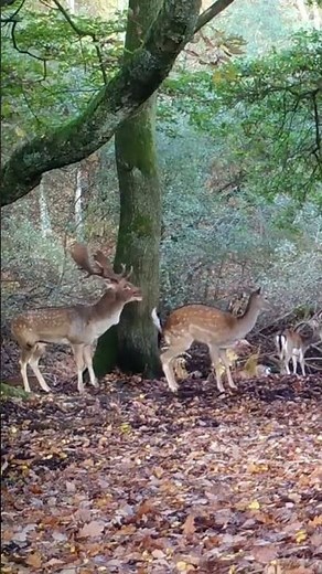 Buck Mr. lover lover❣️❤️ | Deer mates two females #shorts #viral #shortsvideo #wildanimals #deer