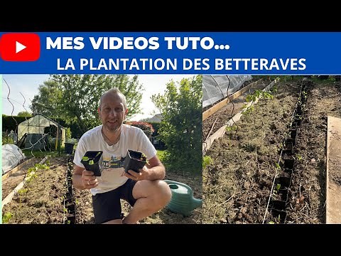 Tutorial: How to plant Beets?