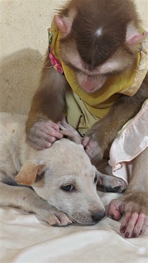 These animals are always doing strange things to each other.