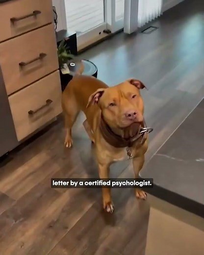 How Nova Became My Certified Emotional Support Animal using RealESAletter.com