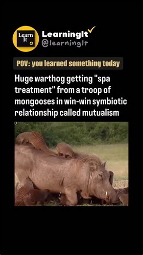 Animal Videos | Warthogs and mongooses share a classic win-win relationship called mutualism. As the warthog relaxes, mongooses climb over its body and... | Instagram