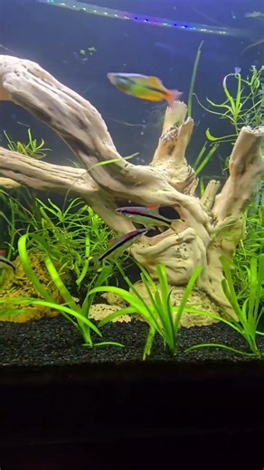 My 55 gallons tank progress. #fish #aquarium #fishkeeping