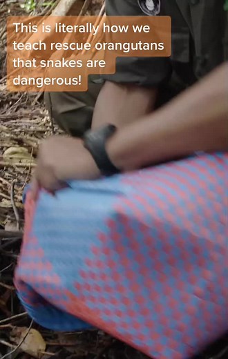The #orangutans we #rescue need to learn that #snakes are dangerous… this is how #conservation works #animalrescue #wildliferescue #ngo
