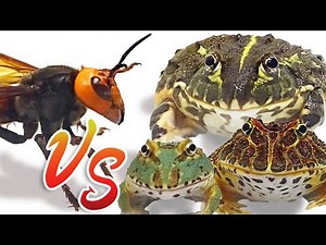 Queen of the Giant Hornet vs. the Frog Army