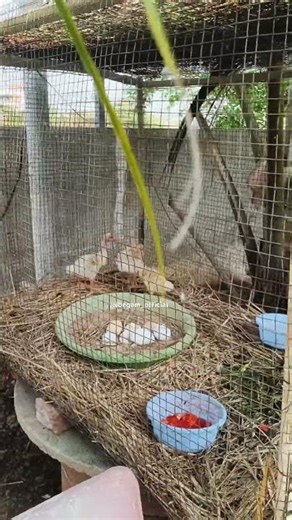 Ducks routine life #birdsounds #Birds #Birdslife#birdsounds #viral #Birds routine#birdnerd #food