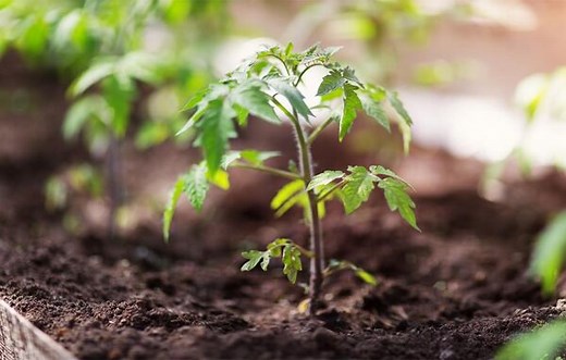 Comment bien faire pousser des tomates ? - Gamm vert