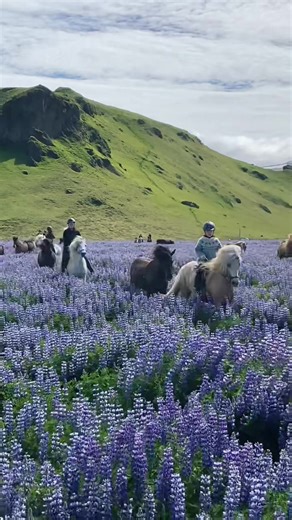 Horse Riding in Lupine Fields: Exploring Iceland on a Thorsmork Ride