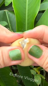 Peeling Fruit #lanzones #fruit #fruitlover❤️😋 | Explorer Vlogger