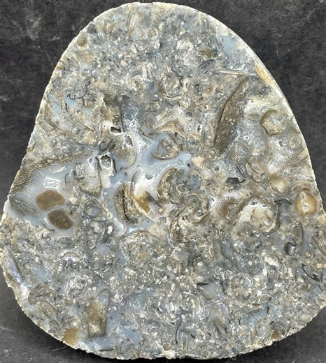 Brachiopod Rich Devonian Fossil Packstone: Face Polished Specimen With Agatized Interior - Etsy