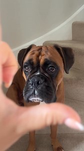 38K views · 1.5K reactions | He’s so unbothered and confused  | Trunks the Boxer | Facebook