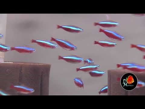 Jumbo Cardinal Tetra