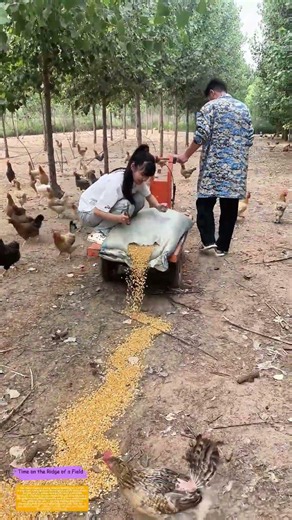 Corn Trail Crafting: How a Simple Cut Fuels a Flock’s Feast