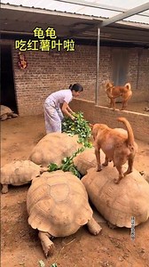 Turtle, come here and eat the sweet potato leaves. Turtle, Turtle, Daily life of raising a turtl
