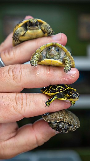 Counting Baby Turtles with Kamp Kenan! #babyturtle #babytortoise #otistheturtle #funnyreels #fyp #reptilelover #tortoise #turtle #woodturtle #animalfacts #funnyanimals #vlog #gardenstatetortoise #cutnessoverload #cutepets | Garden State Tortoise
