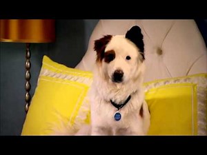 Dog With A Blog - Angry Avery