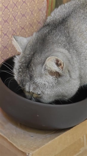 hsusb (@hsusb596)’s videos with original sound - hsusb