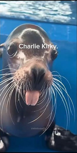 The Charlie Kirky seal is peak 2026 brainrot 🌊🔊