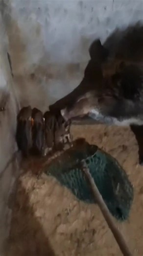 Wild Boar Attack, Catch Baby #youkzuan #boar #tilecutting #tiecutter #viral #wildlife #wildpig #tiework #wildboar #pigfarmvideo #pig #tools #animal | Jaga Colline