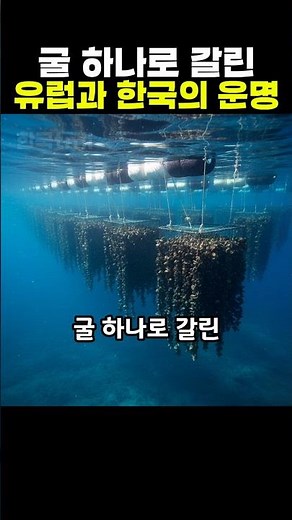 유럽과 다르게 세계적인 굴 최강국으로 인정받은 한국 클라스