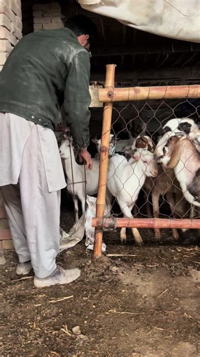 Kam Waly Ki Choti: Mini Ideas for Goat Farming