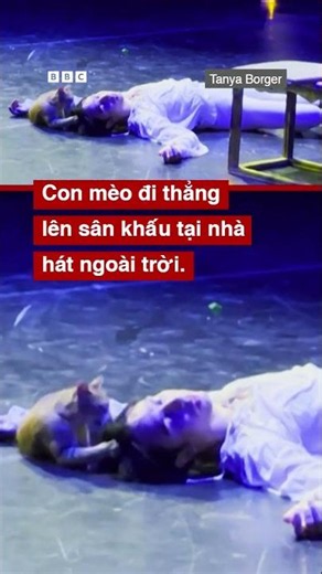KHOẢNH KHẮC MÈO 'CHẲNG MAY' THAM GIA BUỔI BIỂU DIỄN ROMEO VÀ JULIET #BBCNewsTiếngViệt #RomeovaJuliet
