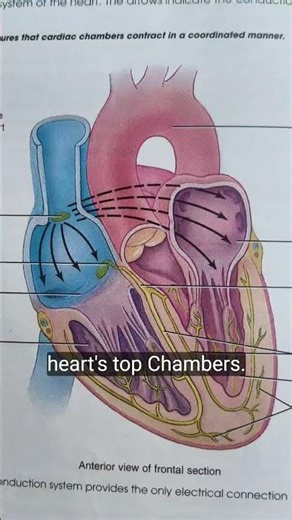 #Conduction #system of the #Heart