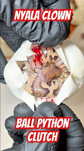 Clutch #33 - “Nyala Clown Clutch” Egg Cutting #ballpython #python #reptiles #pets #snake