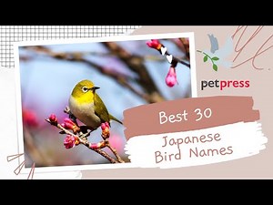 30 Japanese Bird Names: The Most Unique and Beautiful Name Ideas 🐈 | PetPress