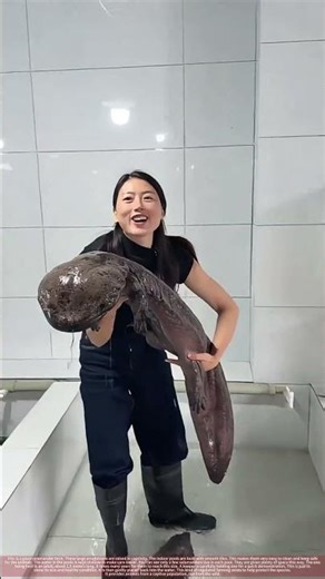 Raising Giant Salamanders in Captivity